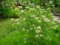 2002-0517Bush