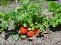 2002-0519Strawberries