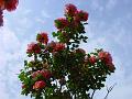 2002-0520Roses
