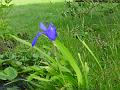 2002-0524Waterlily