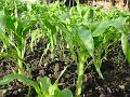 2002-0701Maize