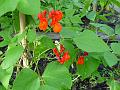 2002-0702Runnerbeans
