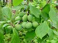 2002-0703VicPlum