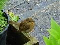 2002-0708Robin
