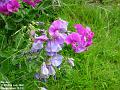 2002-0720sweetpeas