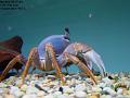 2002-0725Crab