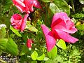 2002-0726rose