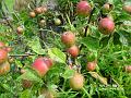 2002-0729apples