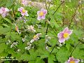 2002-0730anenome