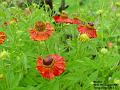 2002-0809Flowers