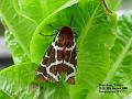 2002-0810Tigermoth