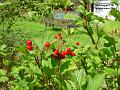 2002-0811berrie