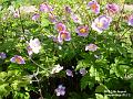 2002-0814garden