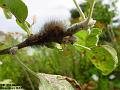 2002-0818caterpillar