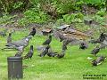 2002-0820Starlings