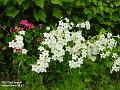 2002-0822flowers