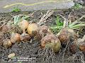 2002-0827onions