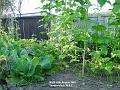 2002-0828Frenchrunnerbeans