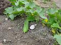 2002-0830qcumber