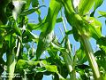 2002-0831maize