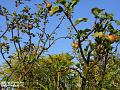 2002-0901apples