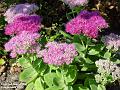 2002-0902Flowers