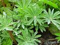 2002-0909Lupins