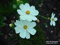 2002-0911cosmos