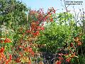 2002-0913berries