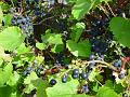 2002-0916grapes