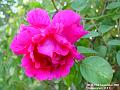 2002-0923Rose