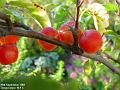 2002-0928Crabapples