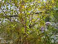 2002-0929tree