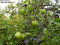 2002-1001apples