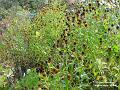 2002-1002deadflowers