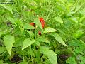 2002-1007.chillies