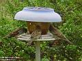 2002-1010Sparrows