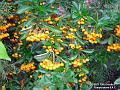 2002-1013berries