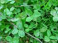 2002-1014Clover