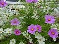 2002-1016cosmos