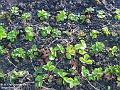 2002-1017Strawberries