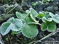 2002-1024Frostystrawberries