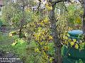2002-1025Peartree