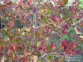 2002-1026shrubs