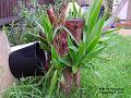 2002-1207yucca