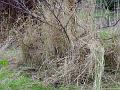 2002-1210grass