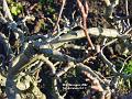 2002-1218AppleTree