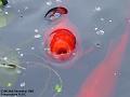 2002-1226Fish