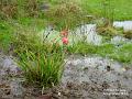 2003-0102bogplant