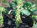 2003-0105sprouts